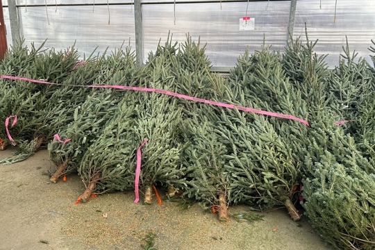 group of trees held from sale
