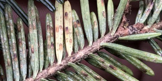 elongate hemlock scale on tree needles