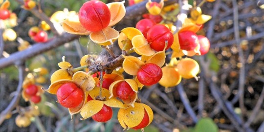 round leaf bittersweet