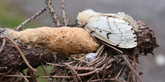 female spongy moth with egg mass on conifer tree