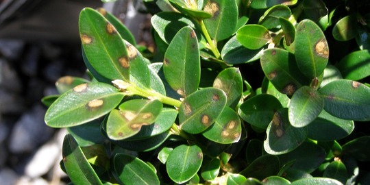 leaf spots on boxwood plant