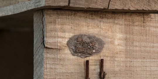 brown waxy egg mass on pallet