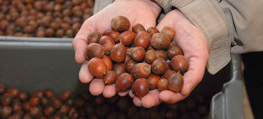 hands holding tree cones