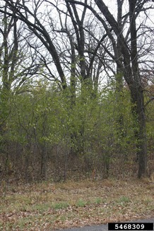  common buckthorn plant
