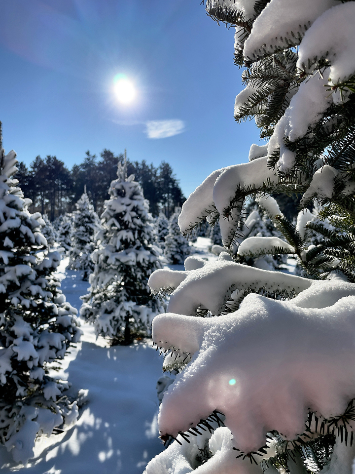 christmas tress with snow
