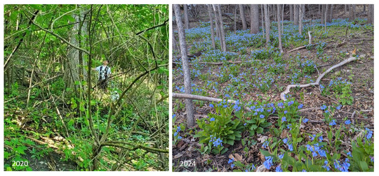 side by side images of invasive plants taking over woodland area and bluebells returning on their own after invasives were removed