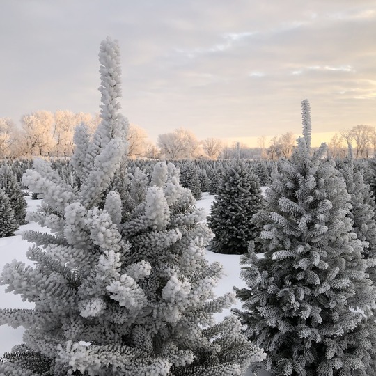 frosted trees