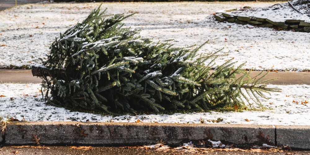 cut holiday tree on curb for disposal 