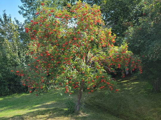 Planted tree has a lot of fruit