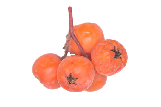 Orange-red round fruit with a small star shape on each fruit