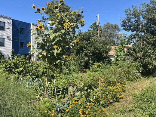 Garden space with sunflowers