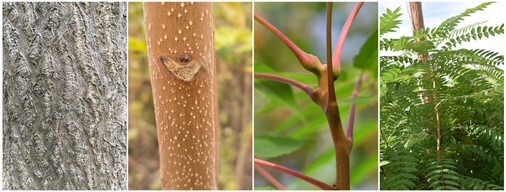 tree of heaven images showing mature bark, leaf scar, leaf arrangement, and young tree