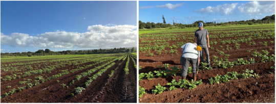 potato field and inspectors checking potato plants