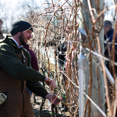 person cutting grape vines