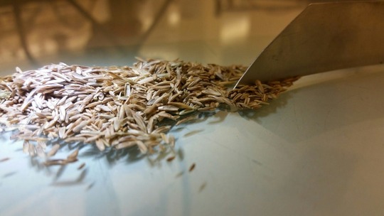 A small pile of light brown oval grass seeds on a glass table top and are very close to the lens. 