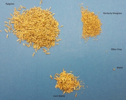 Five piles of seed on a blue background including ryegrass seed, inert matter, Kentucky bluegrass seed, and small amounts of other crop and weed seed.