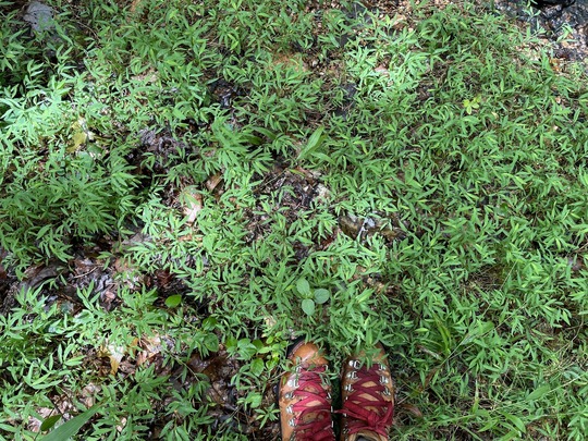 boots standing in an area of stiltgrass