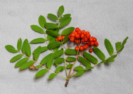 Rowan/European mountain ash