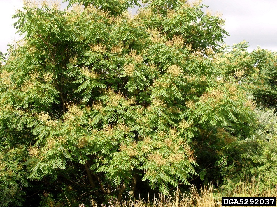 Large tree of heaven with dense green compound leaves and clusters of small yellowish-green flowers, forming a broad, full canopy.