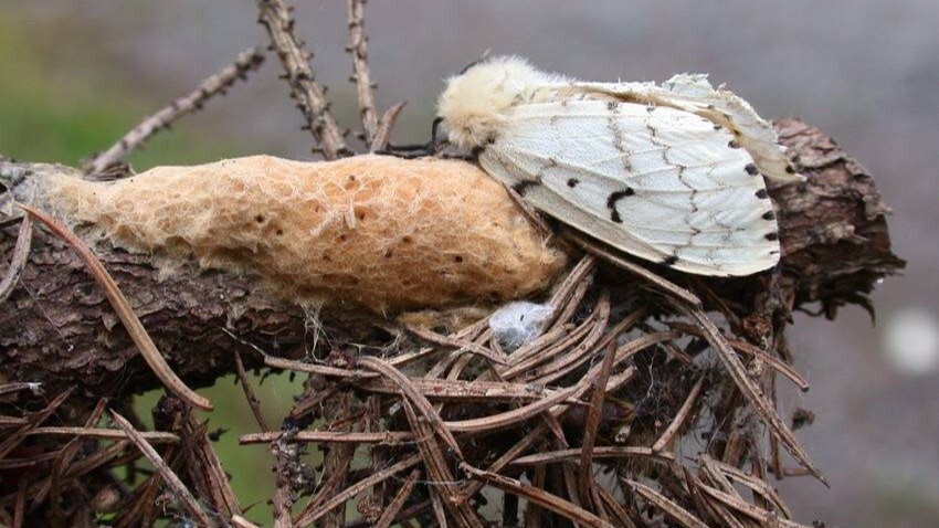 whitish moth on branch of conifer tree with tan egg mass