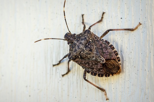 brown marmorated stink bug