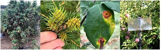 hemp plant with damage from borer, eastern spruce gall adelgid, red star rust, sticky trap