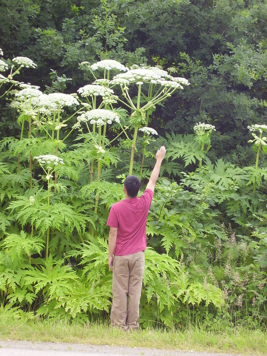 A patch of Giant hogweed occupies most of the picture with some trees off in the background and mowed grass in front