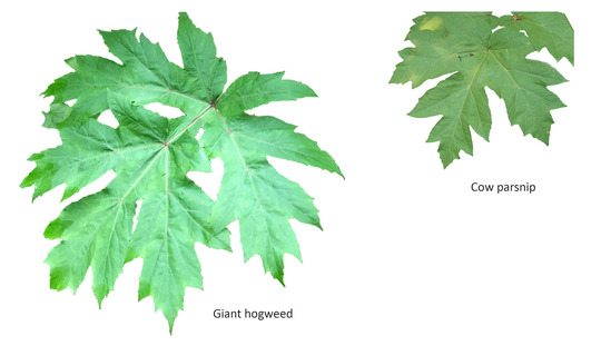 Two leaves on a white background are depicted. A giant hogweed leaf is on the left