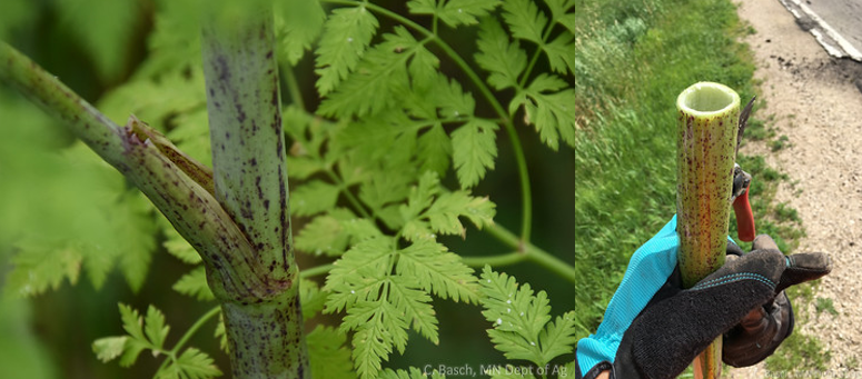Two images of poison hemlock are set next to each other. 