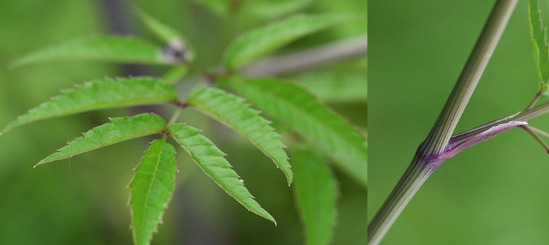 Two images of water hemlock are set next to each other. 