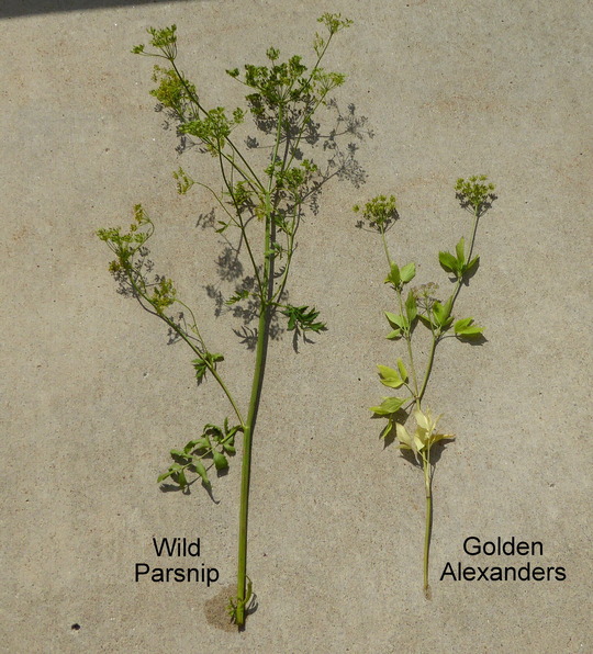 Two plants lie next to each other on cement oriented with tops of the plants towards the top of the photo. 