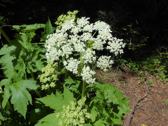 An individual cow parsnip plant occupies almost the entire image but some bare ground and low-growth plants occupy a bit of the background