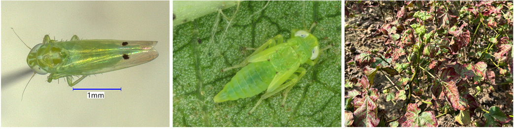 small green insect with a small spot on each wing, small green insect on leaf, plant showing browning and damage from cotton jassid