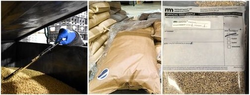 seed probe in seed bin, bulk bag, and seed in sample bag