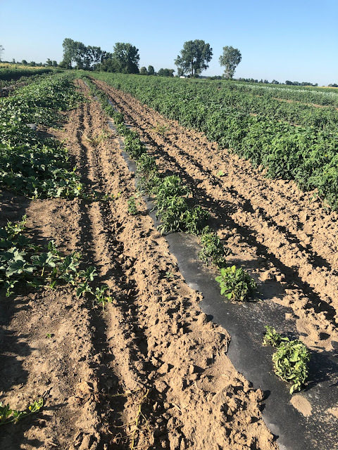 field showing extensive damage