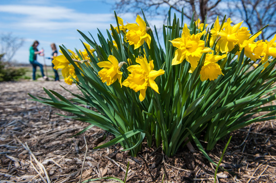 spring flower