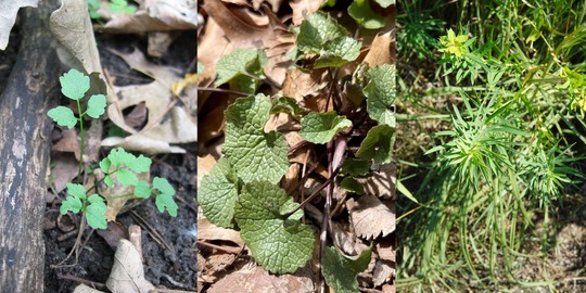 narrowleaf bittercress seedling, garlic mustard seedling, and leafy spurge seedling