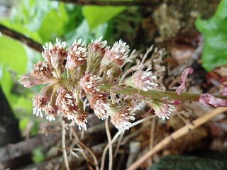 Common butterbur Purple and white flowers on a green steam
