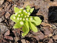 Vibrant green leave with white spikey flowers giant butterbur