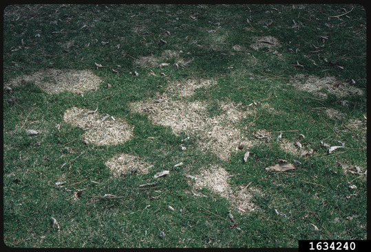 lawn with patches of dead grass