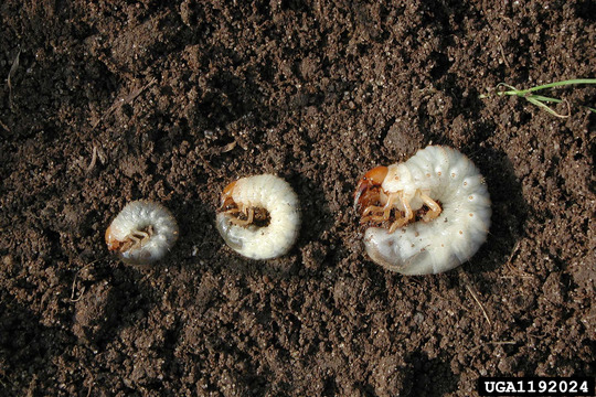 three white grubs arranged smallest to largest