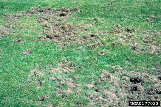lawn with chunks of dirt dug up and brown patches of dead grass