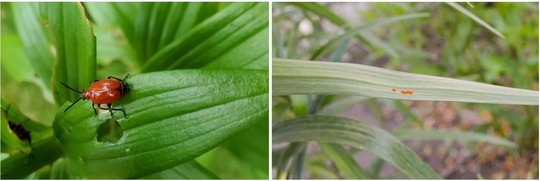 lilly leaf beetle is read and on leaf with damage and lilly leaf beetle eggs on leaf