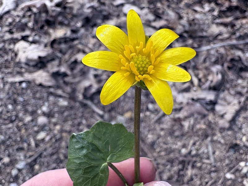 yellow flower