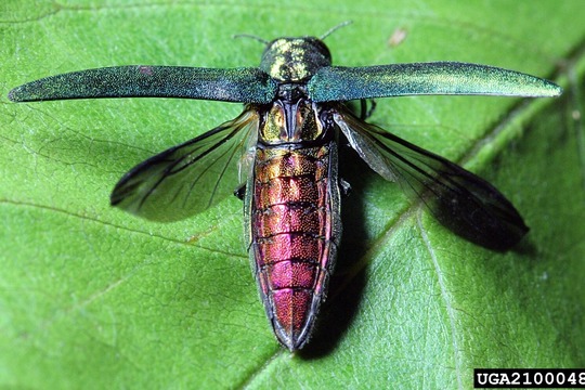 emerald ash borer adult metallic green head and wings with bright metallic red back (dorsal)