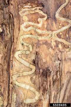 s shaped galleries under bark of ash tree made by emerald ash borer larvae