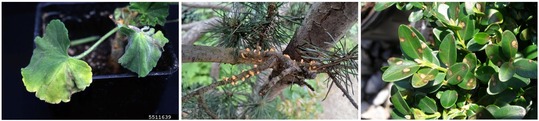 Southern Wilt, Scots Pine Blister Rust, Boxwood blight