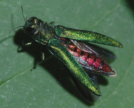 emerald ash borer adult beetle 