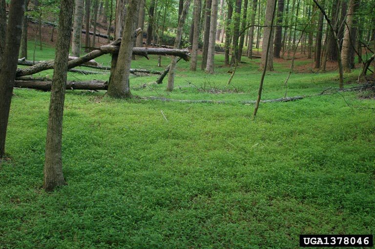 Stiltgrass creating a densely packed carpet on a forest floor.  