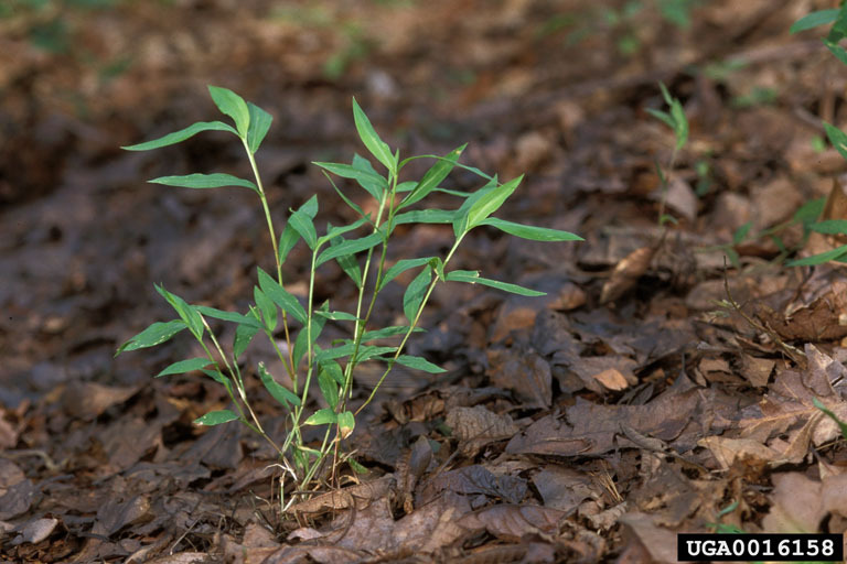 A single stiltgrass plant growing against a forest floor covered with fallen leaves. 
